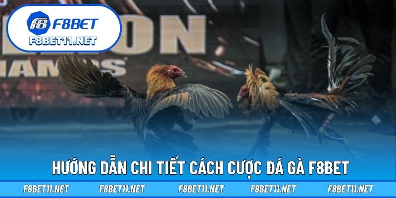 Hướng dẫn chi tiết cách cược đá gà F8BET